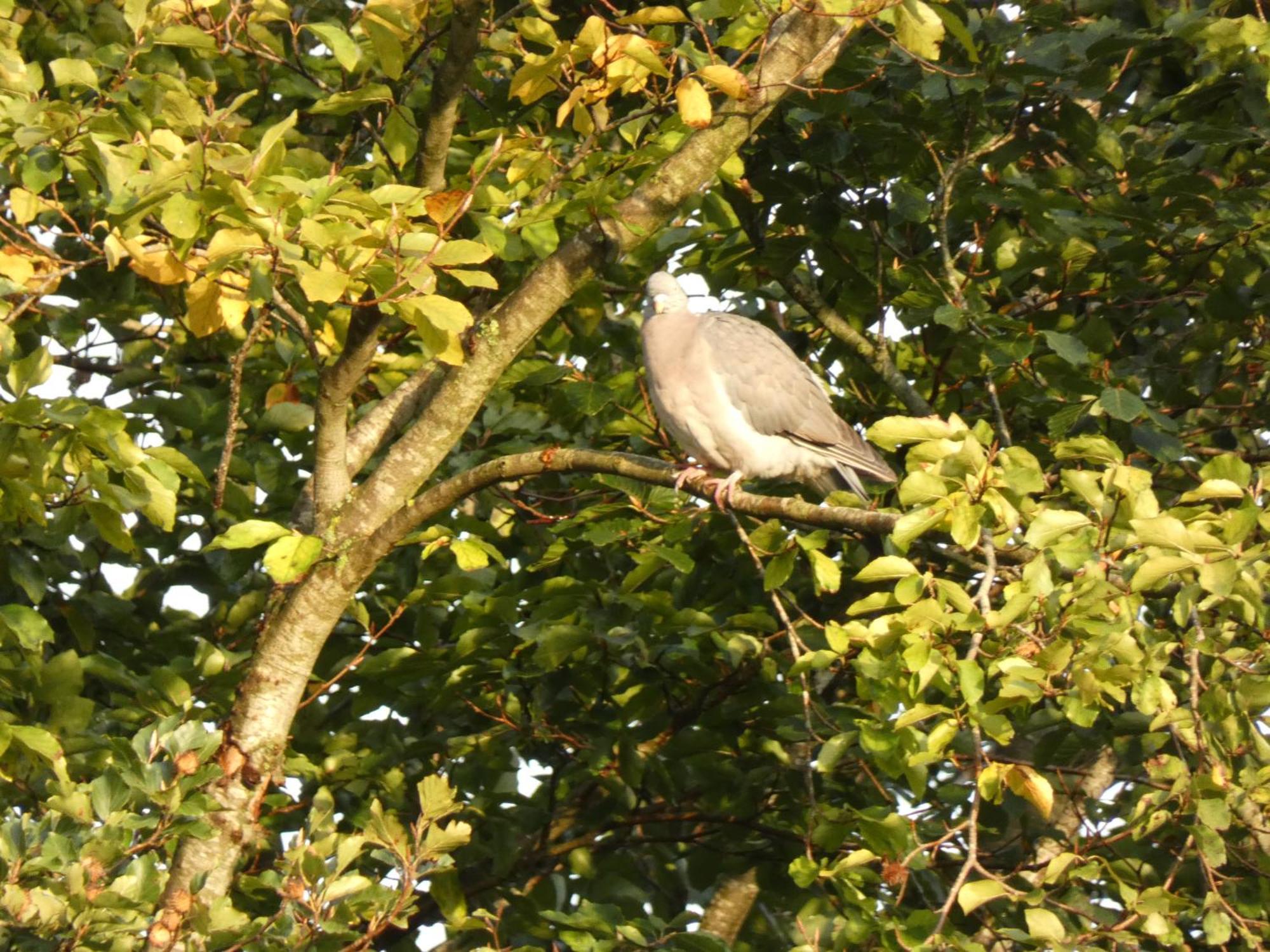 Veluwepark Reewold #Chalet Buizerd# Tussen Het Bosrijke Putten En Garderen Exterior foto